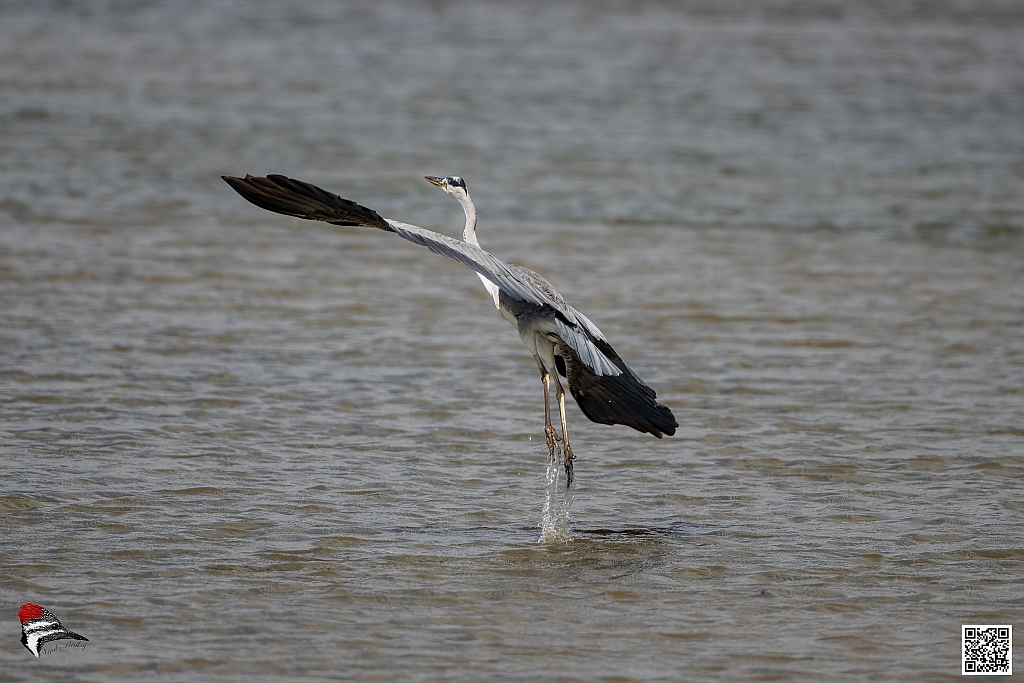 Grey Heron